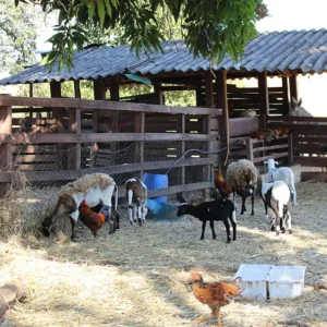 Fazenda Ituaú - Terra de Gigantes