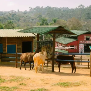 Mini Fazenda Pet Zoo